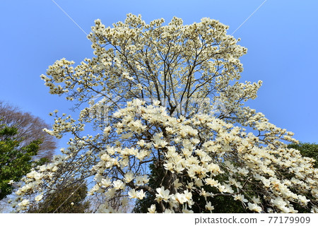 Yulan magnolia in Fukaya Green park 77179909