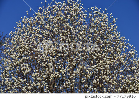 Yulan magnolia in Fukaya Green park 77179910