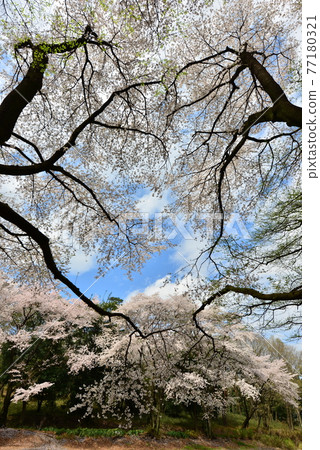 深谷的櫻花 77180321