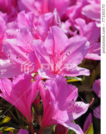 杜鵑花彈簧材料 77180370