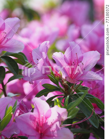 杜鵑花彈簧材料 杜鵑花彈簧材料 77180372