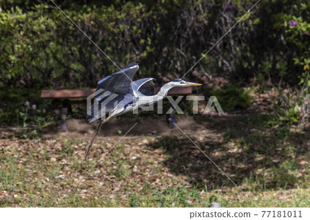 飛蒼鷺春天四月東京 77181011