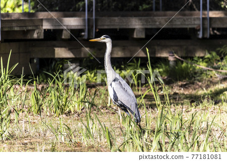 Gray heron stopping in a swamp and looking for food April Spring Tokyo 77181081