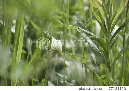 白三葉草 77181130