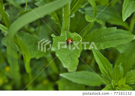 瓢蟲 瓢蟲 77181132