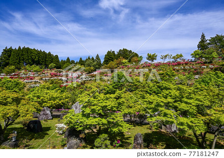 杜鵑花杜鵑花獵鷹寺 杜鵑花杜鵑花獵鷹寺 77181247