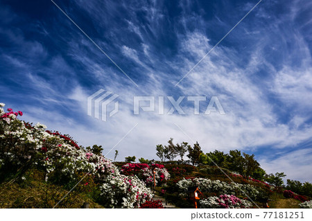 Azalea Falcon Temple of Azalea 77181251