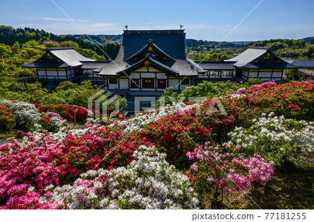 Azalea Falcon Temple of Azalea 77181255