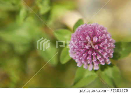 Red clover on a sunny day 77181376