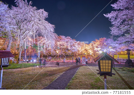 高田公園上越櫻 77181555