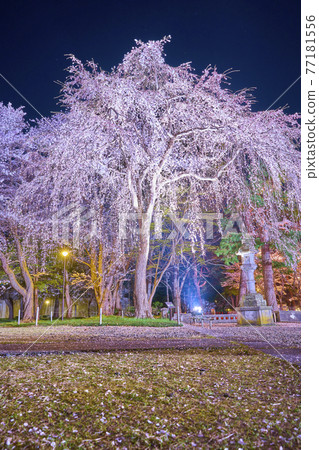 高田公園上越櫻 77181556