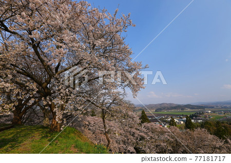 岩手縣志和區志和町城山公園的櫻花 77181717