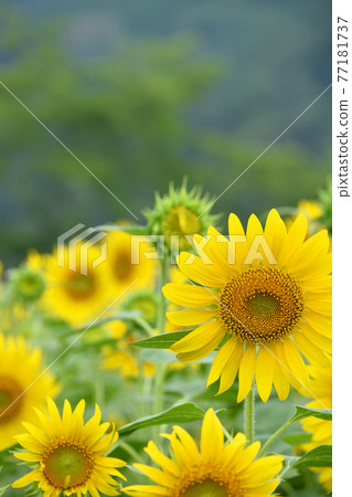 ≪Hyogo Prefecture Sunflower Yuzu Farm Full Bloom Sunflower Field≫ Tamba City, Hyogo Prefecture 77181737