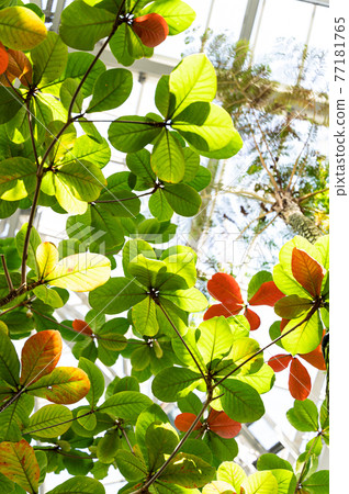 印度杏仁樹熱帶植物 印度杏仁樹熱帶植物 77181765