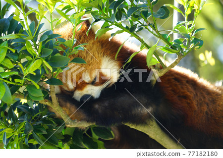 西山動物園紅熊貓鮮綠 西山動物園紅熊貓鮮綠 77182180
