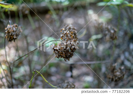 凋謝的繡球花 77182206