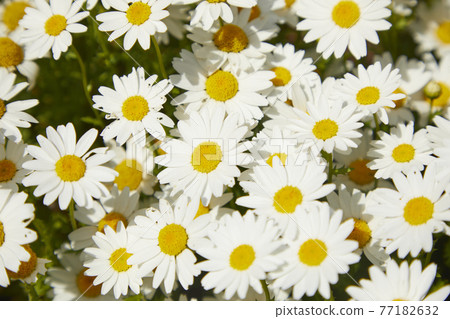 Chrysan semamu North Pole 77182632