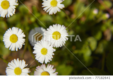 Chrysan semamu北極 77182641