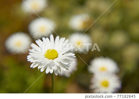 Chrysan semamu北極 77182645