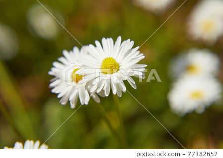 Chrysan semamu North Pole 77182652