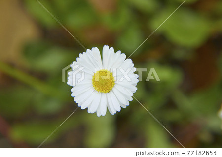 Chrysan semamu North Pole 77182653