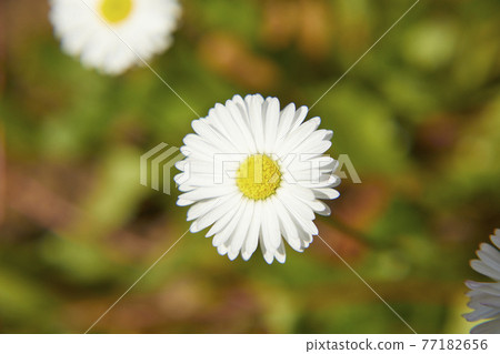 Chrysan semamu北極 Chrysan semamu北極 77182656