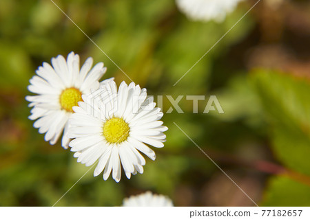 Chrysan semamu North Pole 77182657