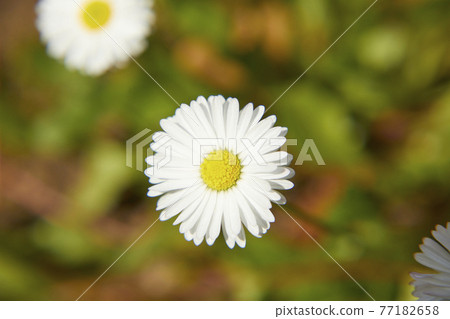 Chrysan semamu North Pole 77182658