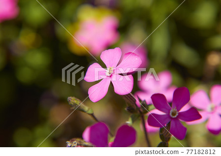 Sirene Carolinja Sirene Carolinja 77182812