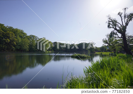 Shakujii Park Shakujii Park 77182850