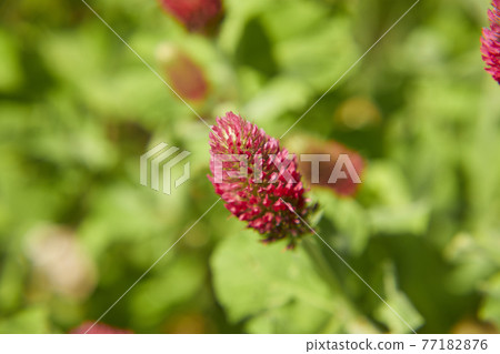 草莓蠟燭 77182876