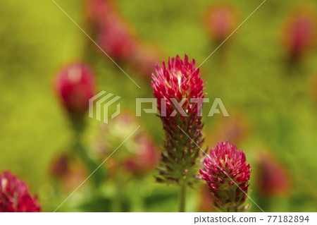 草莓蠟燭 77182894