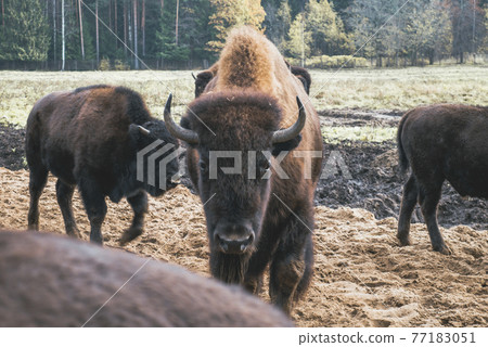 Family of herbivorous bison in their habitat. Family of herbivorous bison in their habitat. 77183051