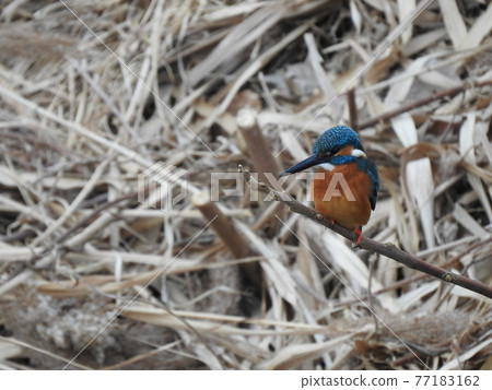 翠鳥棲息在樹枝上 翠鳥棲息在樹枝上 77183162