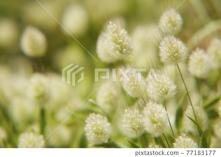 Lagras bunny tail Lagras bunny tail 77183177