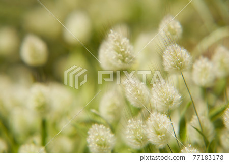 Lagras bunny tail Lagras bunny tail 77183178