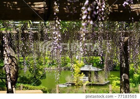 Fujitana at Yakushiike Park in Machida City 77183503