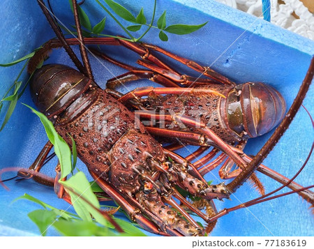 Spiny lobster, spiny lobster, Akune city, Kagoshima prefecture Spiny lobster, spiny lobster, Akune city, Kagoshima prefecture 77183619