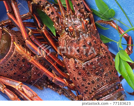 Spiny lobster, spiny lobster, Akune city, Kagoshima prefecture Spiny lobster, spiny lobster, Akune city, Kagoshima prefecture 77183623