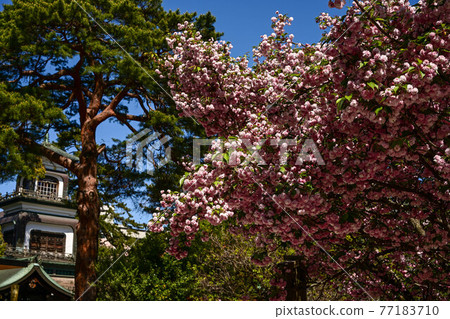 小山神社兼六園菊花櫻 小山神社兼六園菊花櫻 77183710