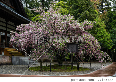 小山神社兼六園菊花櫻 小山神社兼六園菊花櫻 77183722
