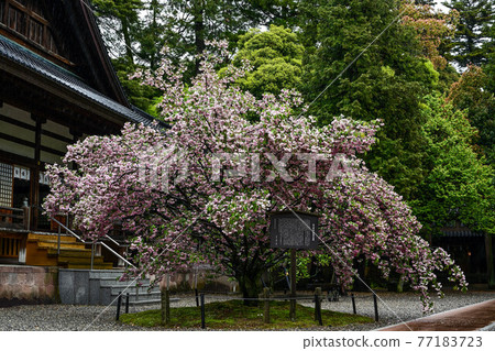 小山神社兼六園菊花櫻 小山神社兼六園菊花櫻 77183723