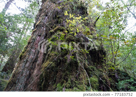 Yakusugi Land Beard Elder 77183752