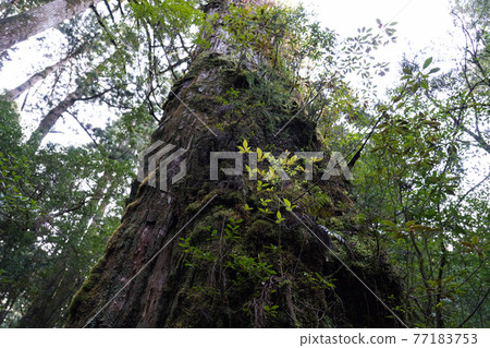 Yakusugi Land Beard Elder 77183753