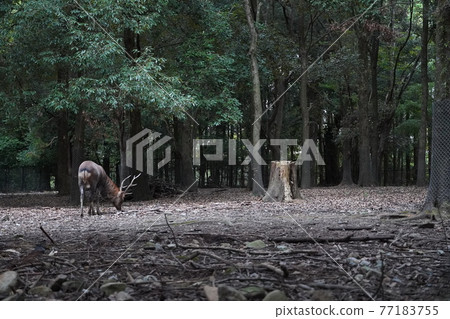 森林裡的鹿 77183755