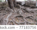 樹的根 77183756