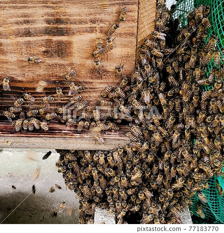 Japanese honeybees invited by the smell of Cymbidium floribund enter the hive at the moment of colony collapse disorder 77183770