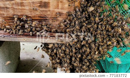 Japanese honeybees invited by the smell of Cymbidium floribund enter the hive at the moment of colony collapse disorder Japanese honeybees invited by the smell of Cymbidium floribund enter the hive at the moment of colony collapse disorder 77183772