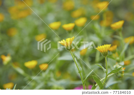 可愛的黃色扶餘設拉子 77184010