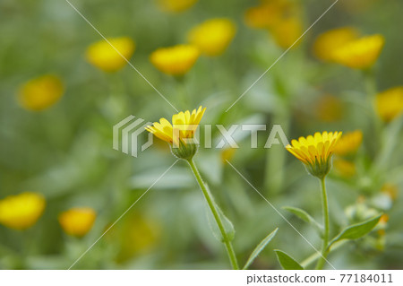 可愛的黃色扶餘設拉子 可愛的黃色扶餘設拉子 77184011